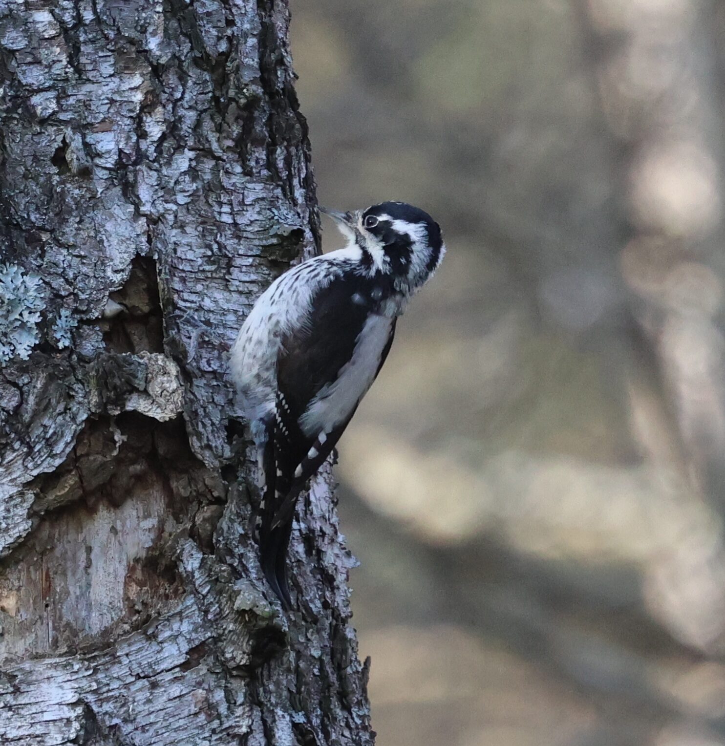 Valokuvaaja: Hanna Rönty