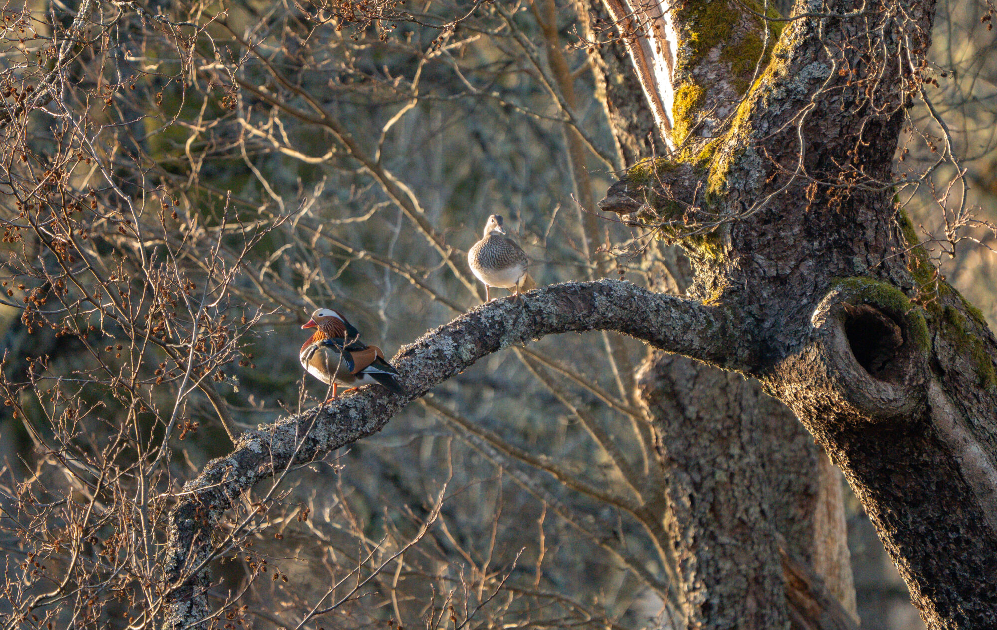 Valokuvaaja: Vili Lindegren