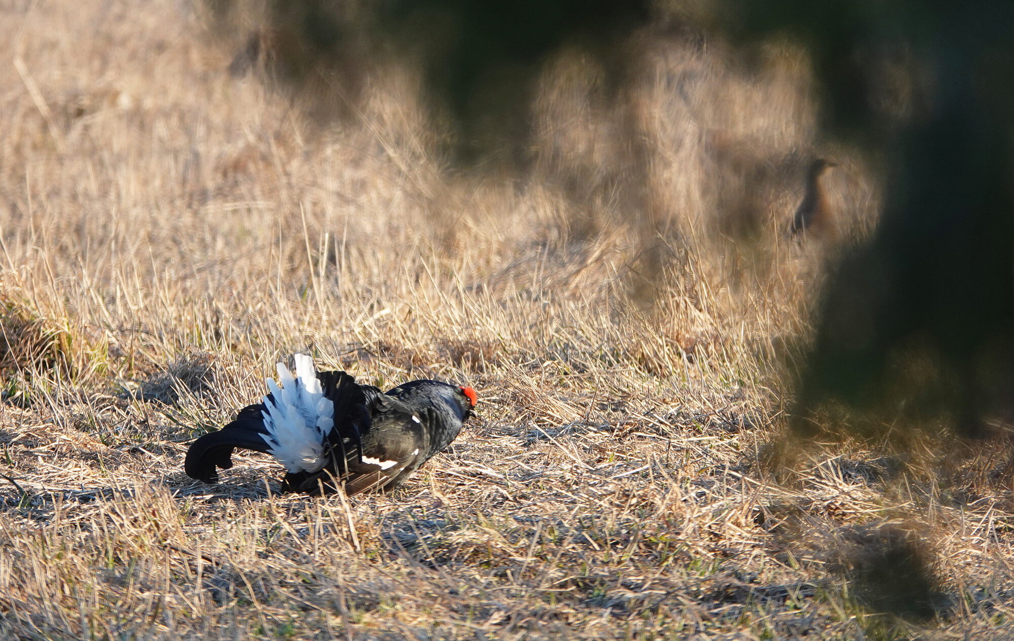 Valokuvaaja: Raija Oksanen