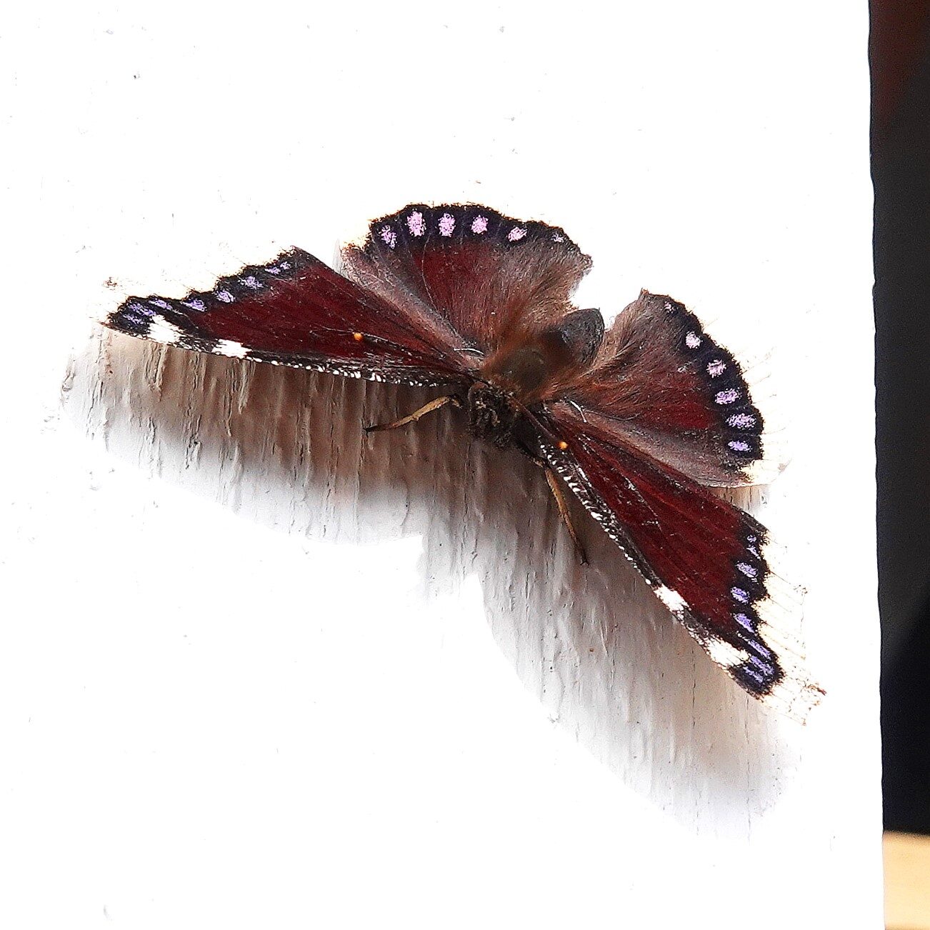 Valokuvaaja: Raija Oksanen