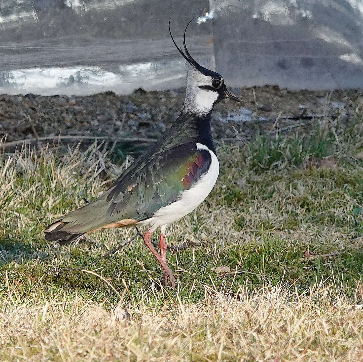 Valokuvaaja: Raija Oksanen
