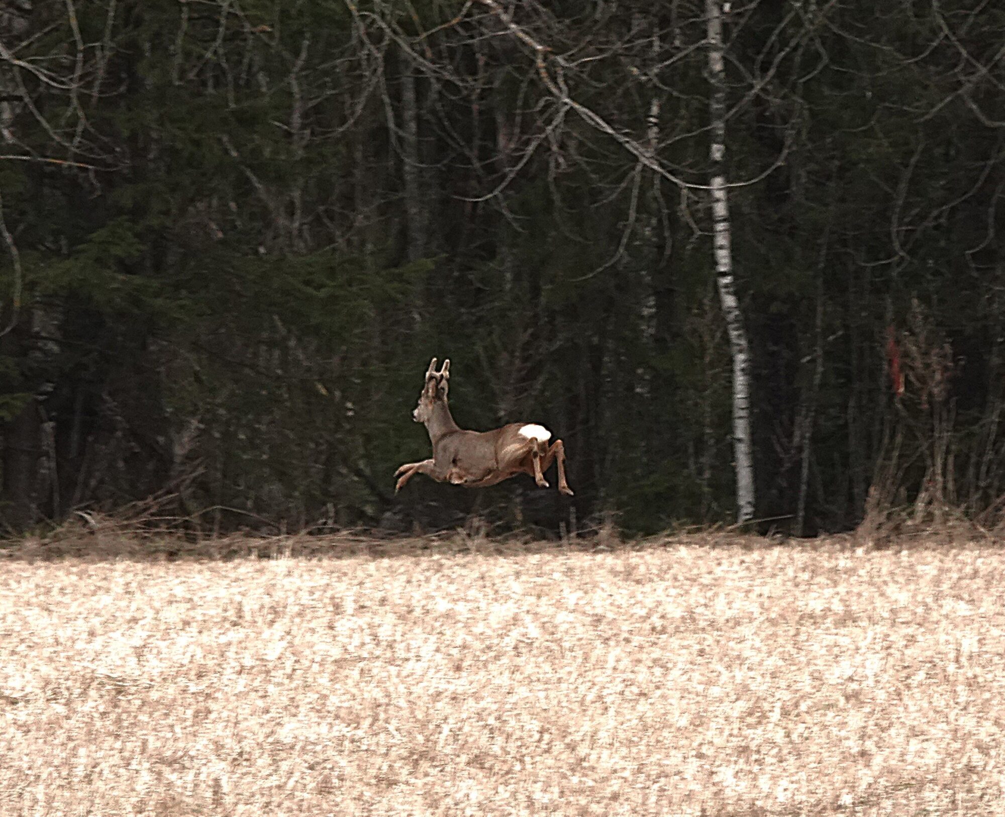 Valokuvaaja: Satu Välimaa