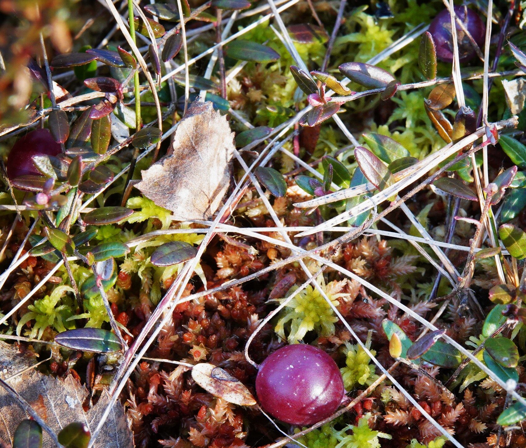 Valokuvaaja: Kaarina Heiskanen