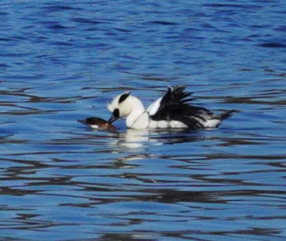 Valokuvaaja: Kaarina Heiskanen