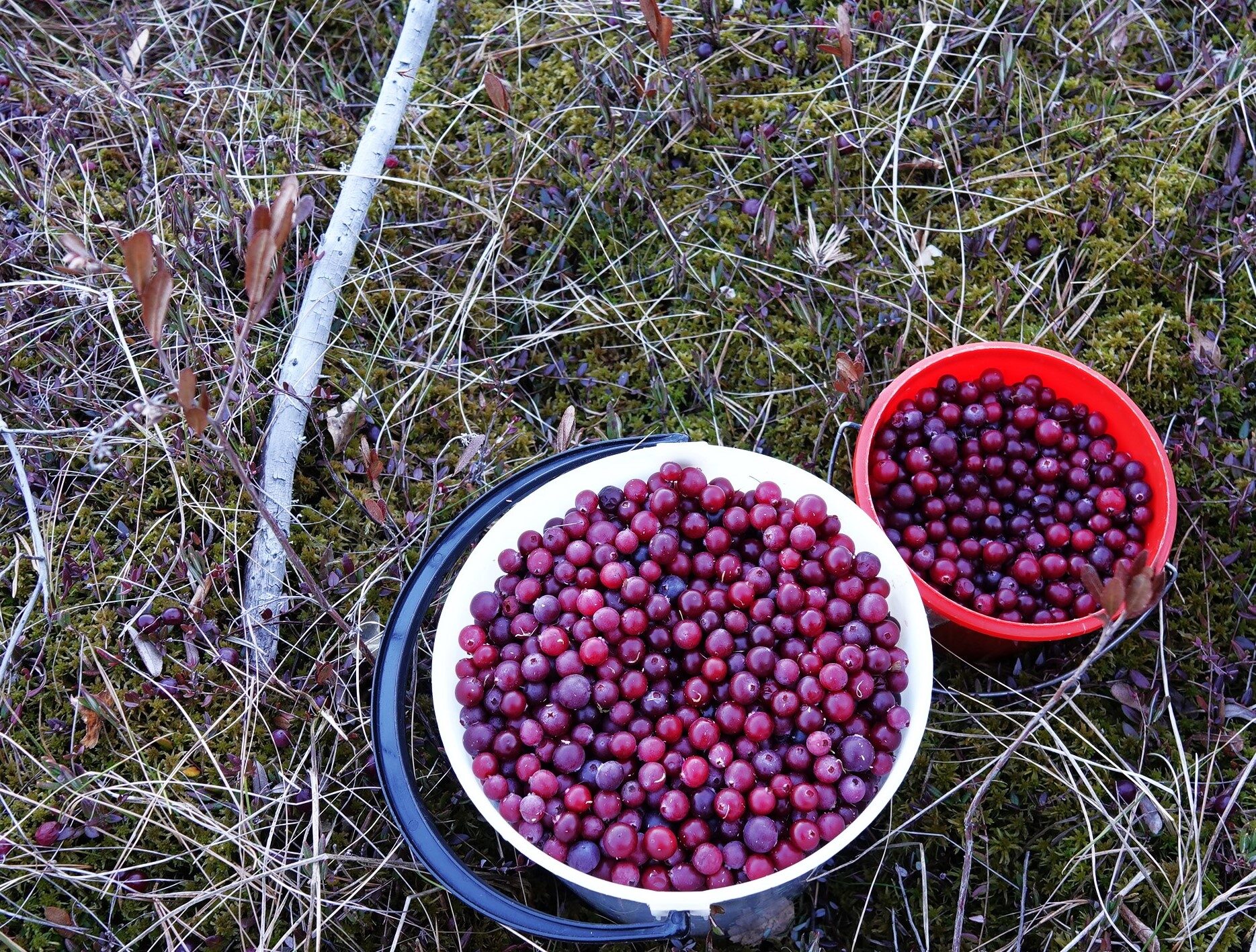 Valokuvaaja: Kaarina Heiskanen