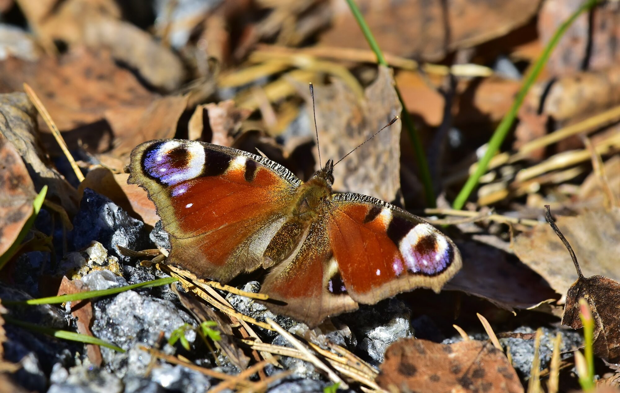 Valokuvaaja: Markku Pelkonen