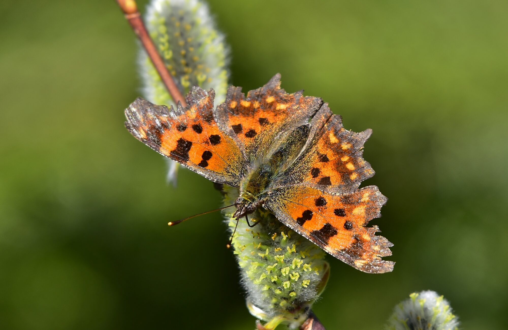 Valokuvaaja: Markku Pelkonen