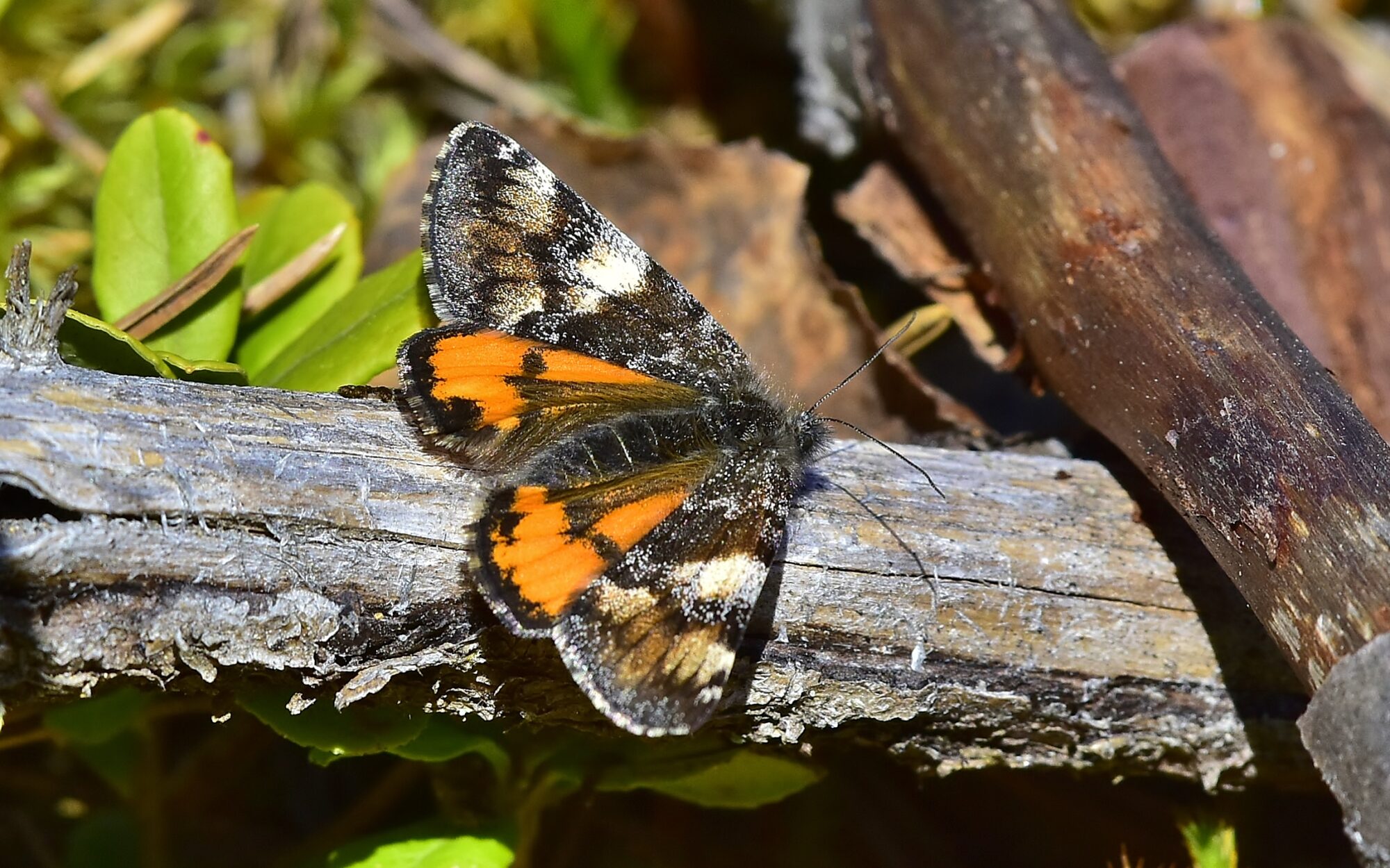 Valokuvaaja: Markku Pelkonen