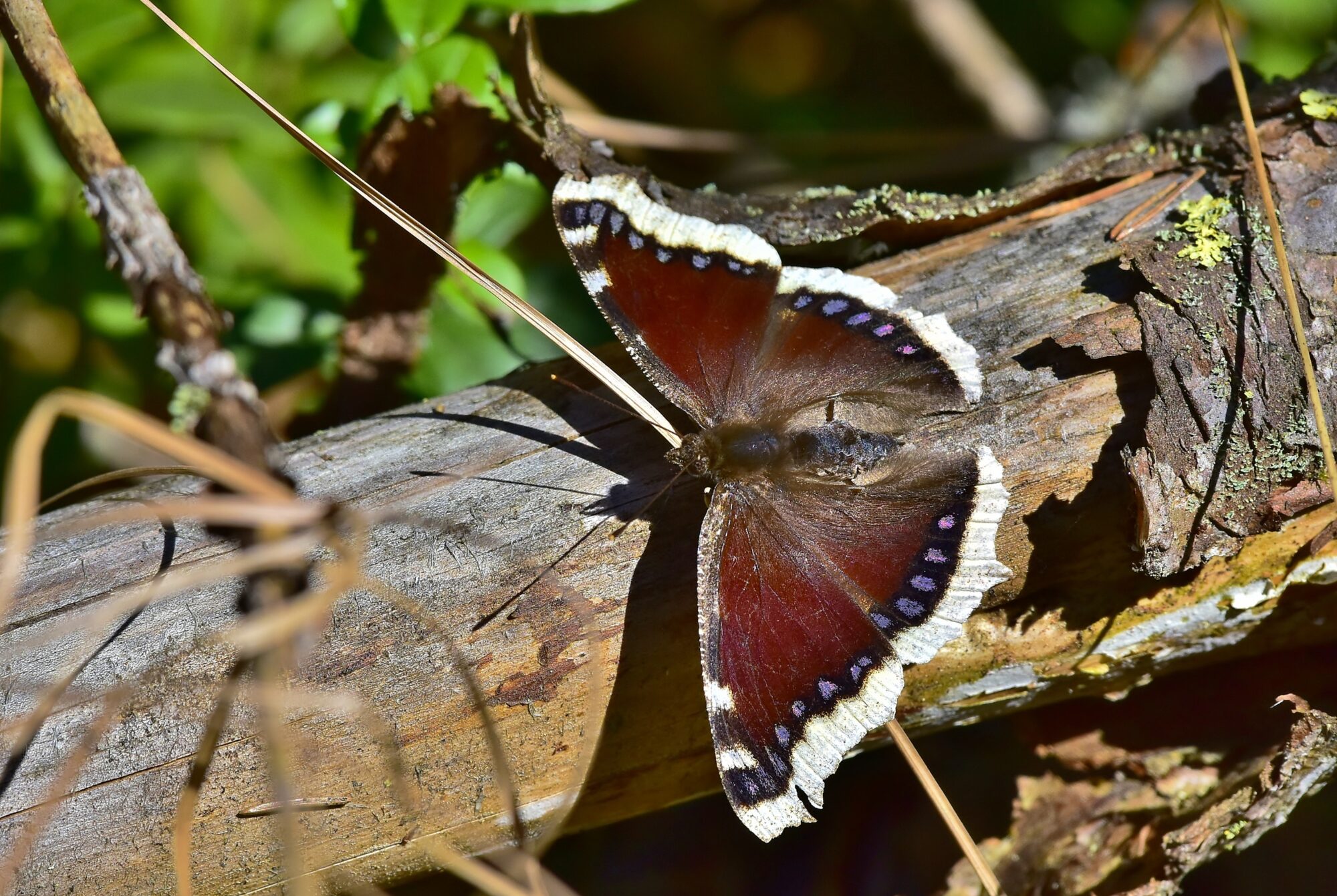 Valokuvaaja: Markku Pelkonen