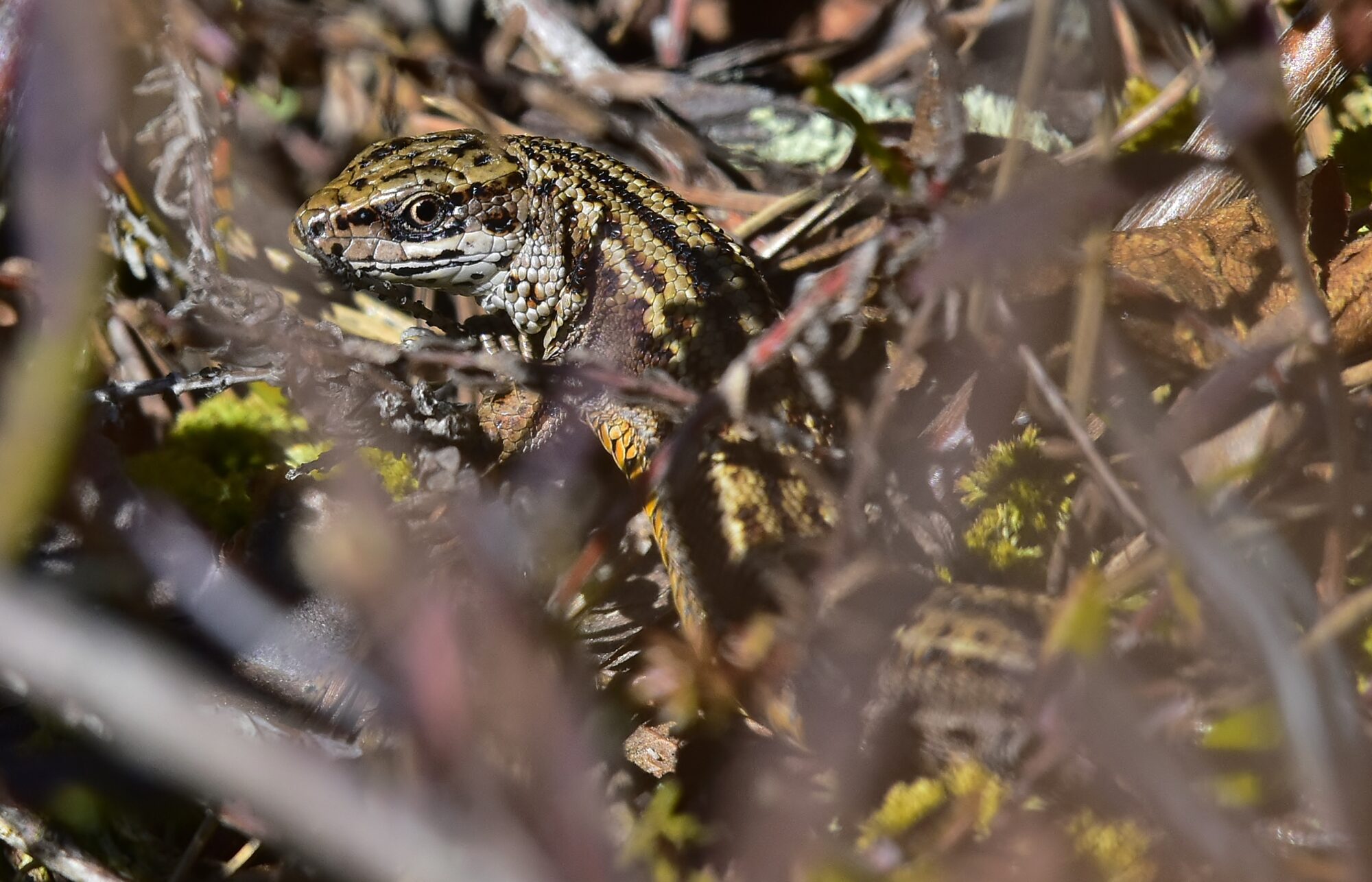 Valokuvaaja: Markku Pelkonen
