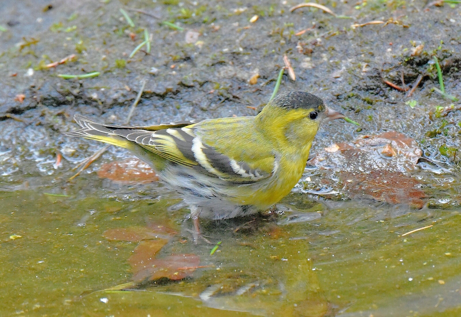 Valokuvaaja: Reijo Juurinen