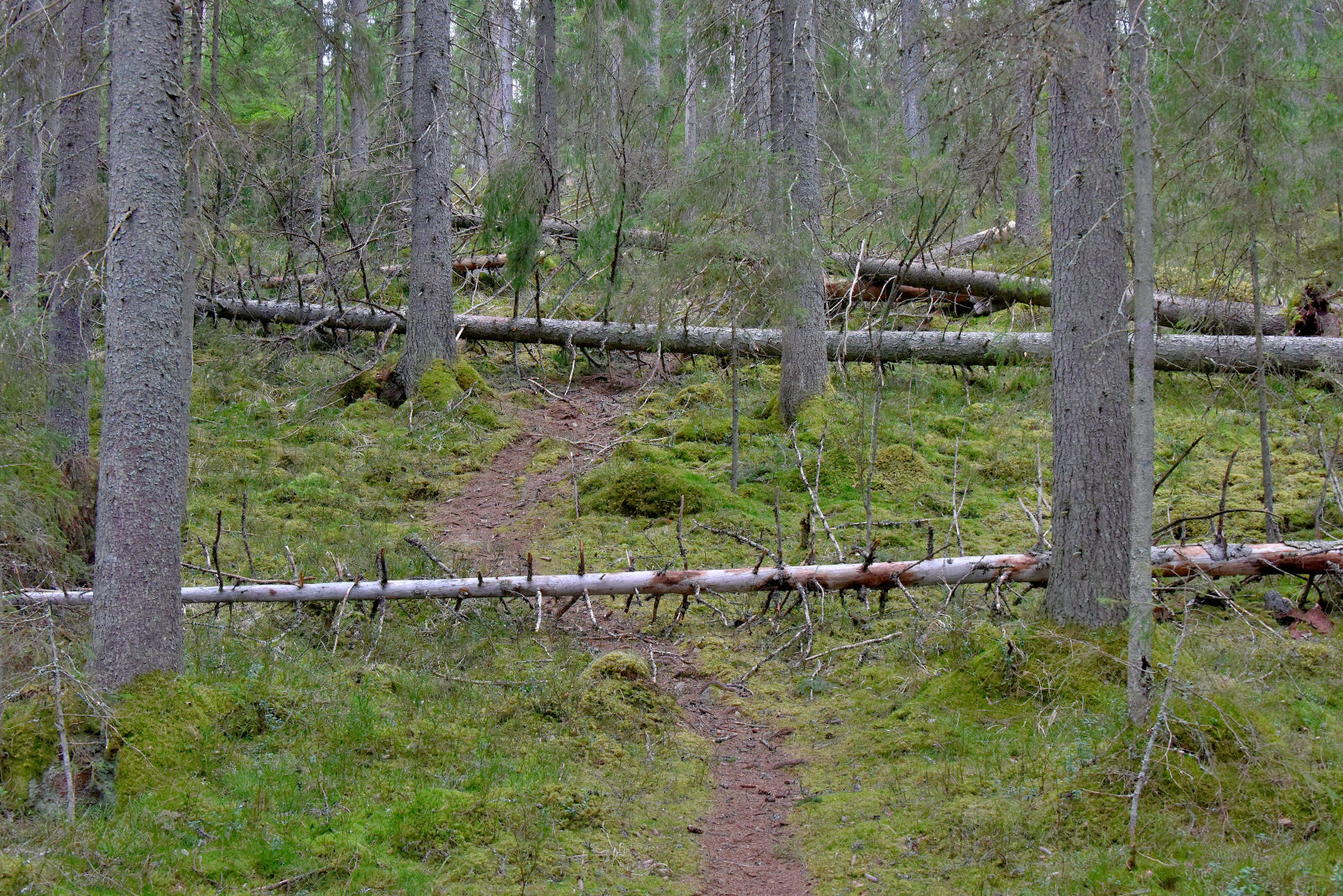 Valokuvaaja: Reijo Juurinen