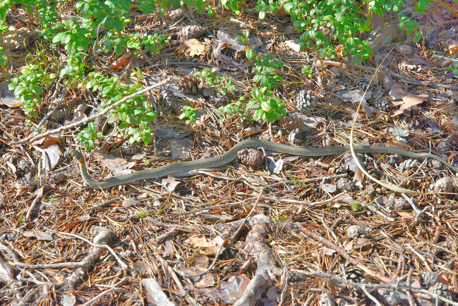 Valokuvaaja: Reijo Juurinen