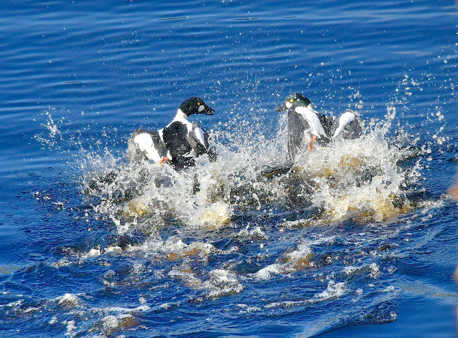 Valokuvaaja: Reijo Juurinen
