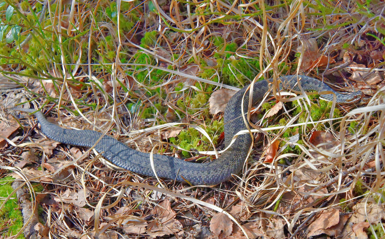 Valokuvaaja: Reijo Juurinen