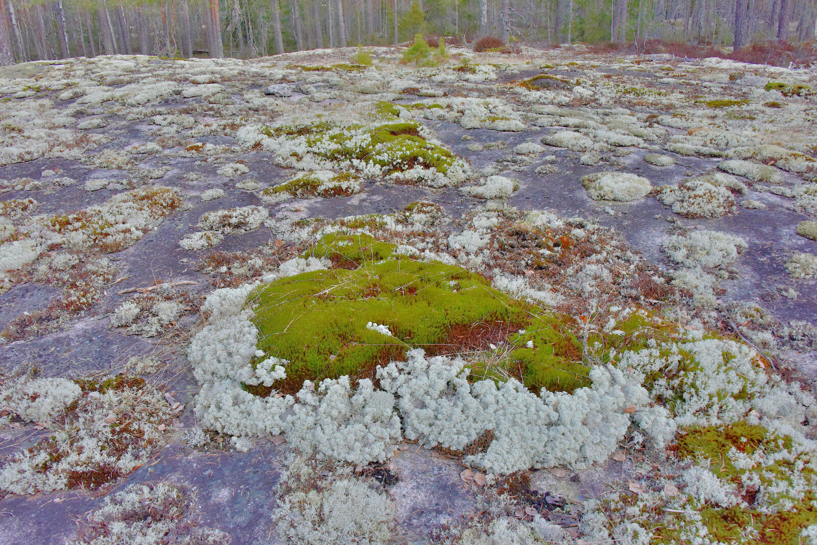 Valokuvaaja: Reijo Juurinen