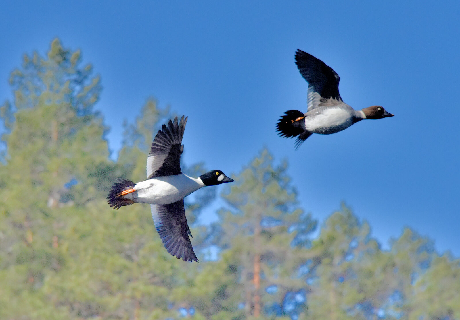 Valokuvaaja: Reijo Juurinen