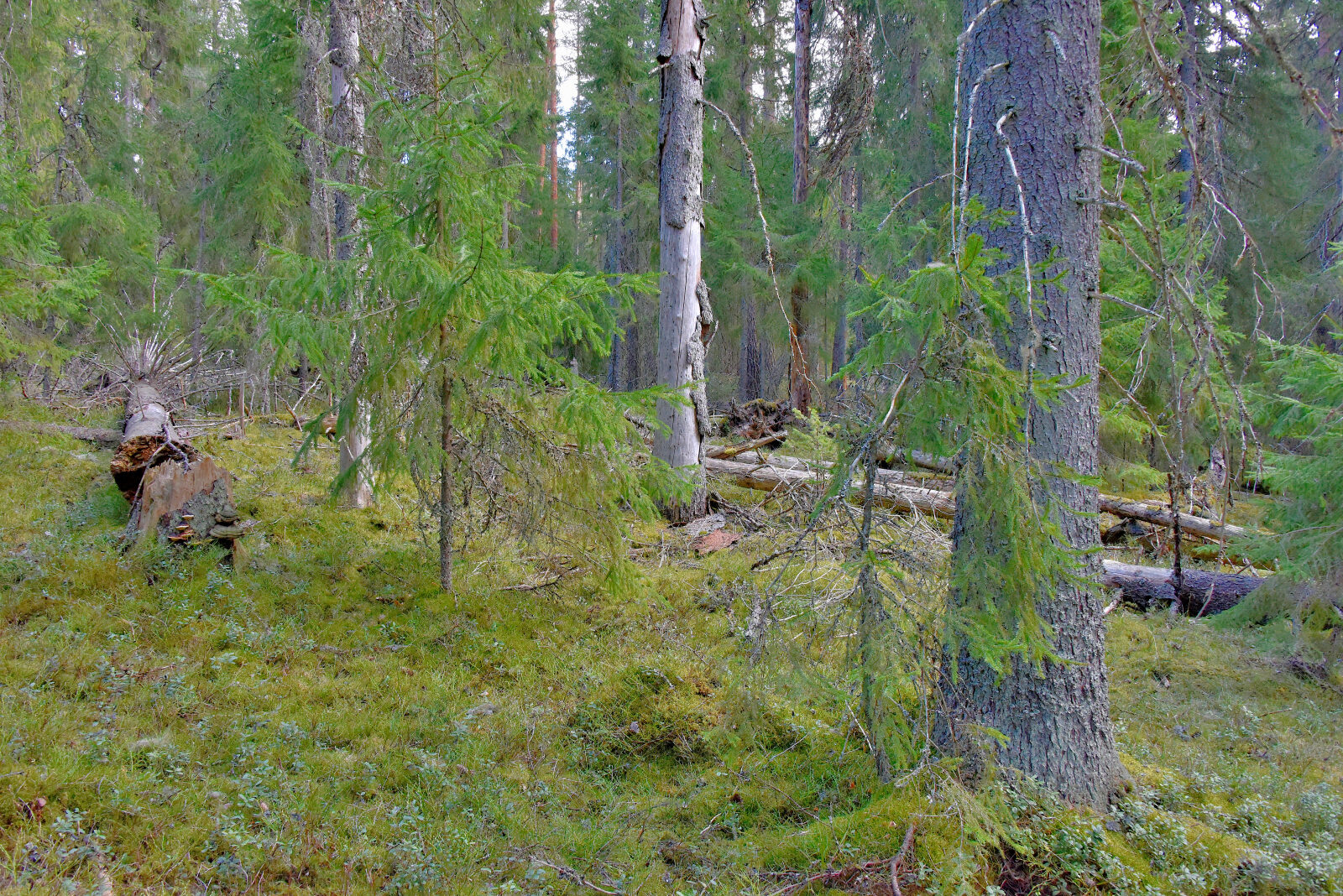 Valokuvaaja: Reijo Juurinen