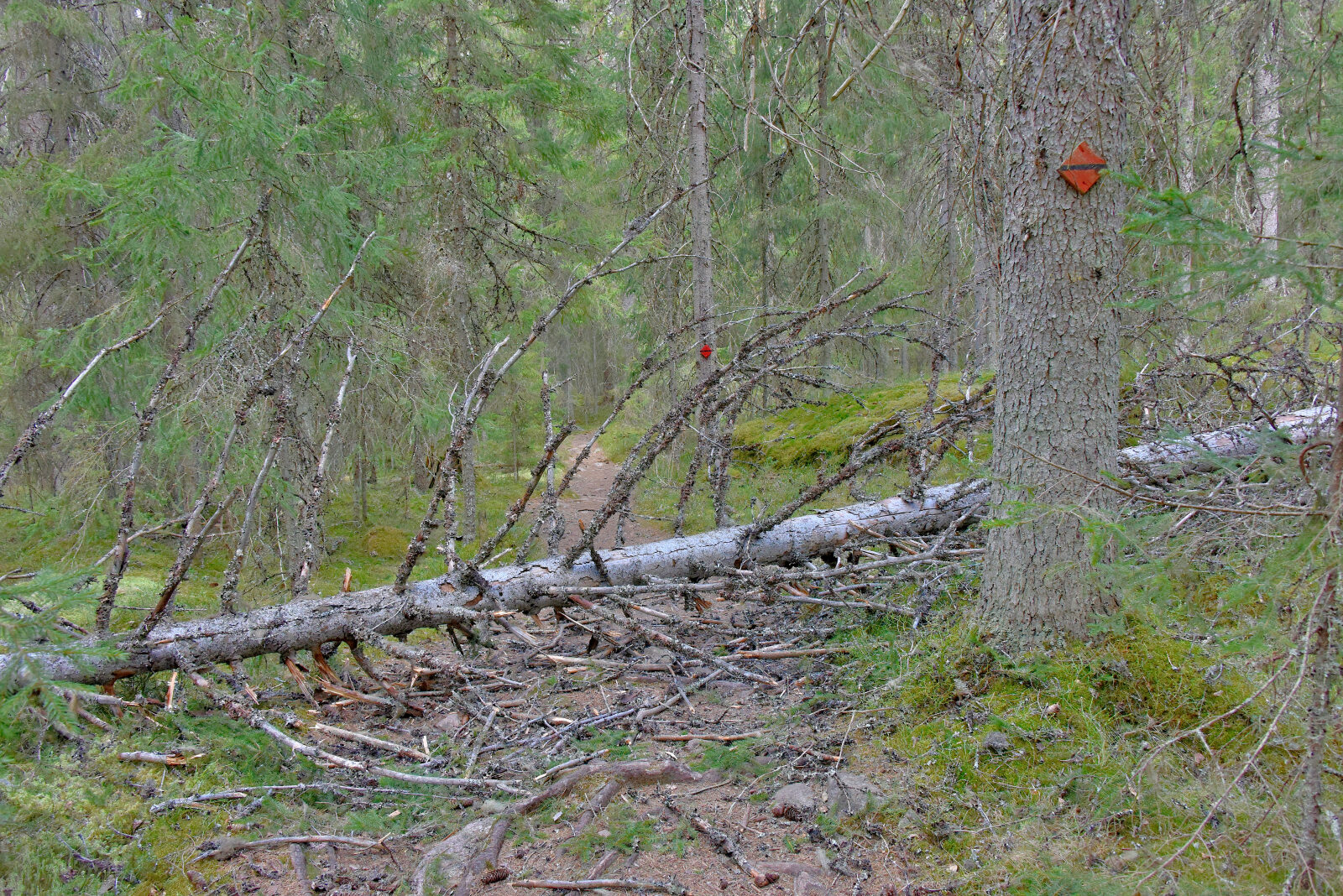 Valokuvaaja: Reijo Juurinen