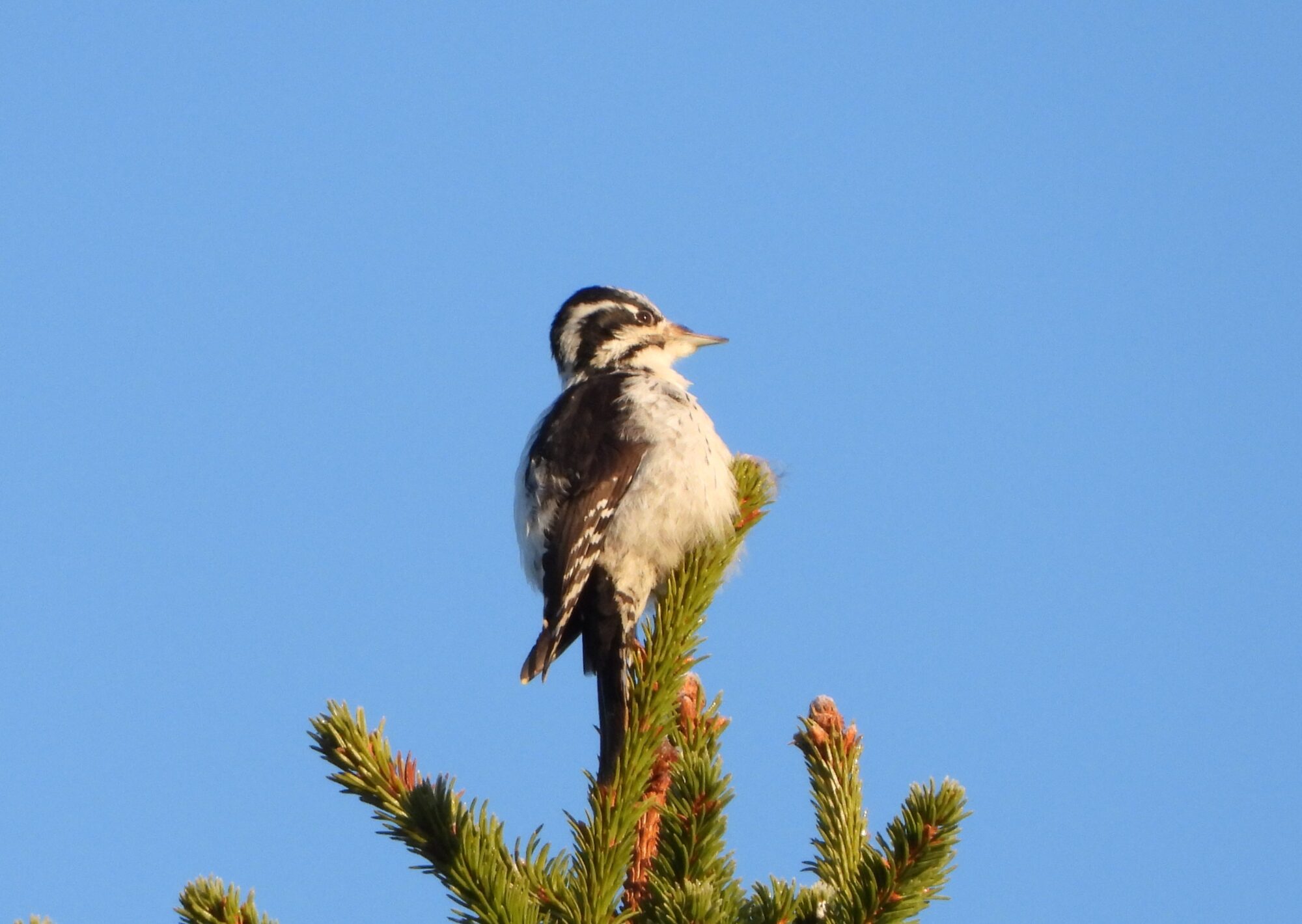 Valokuvaaja: Lahja Toivanen