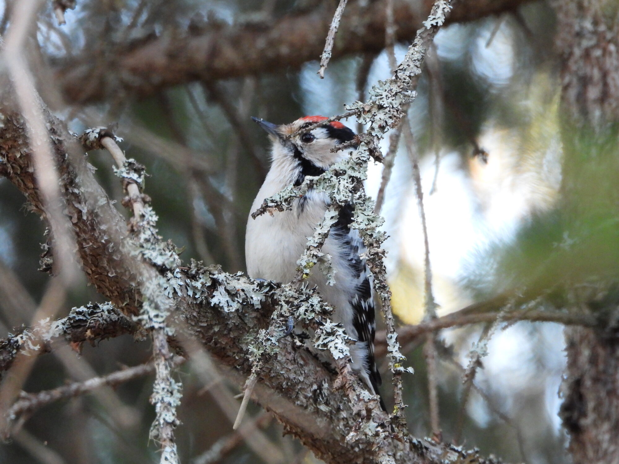 Valokuvaaja: Lahja Toivanen