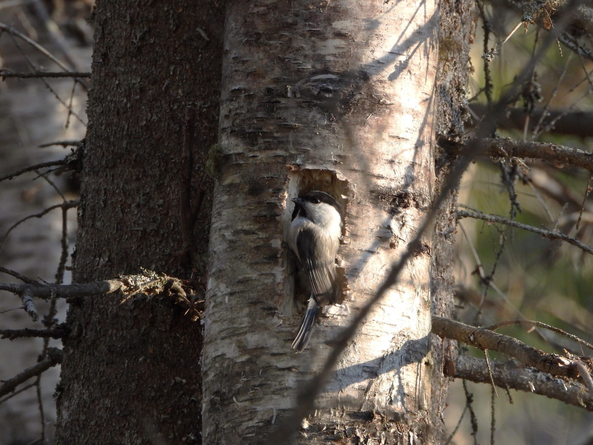 Valokuvaaja: Lahja Toivanen