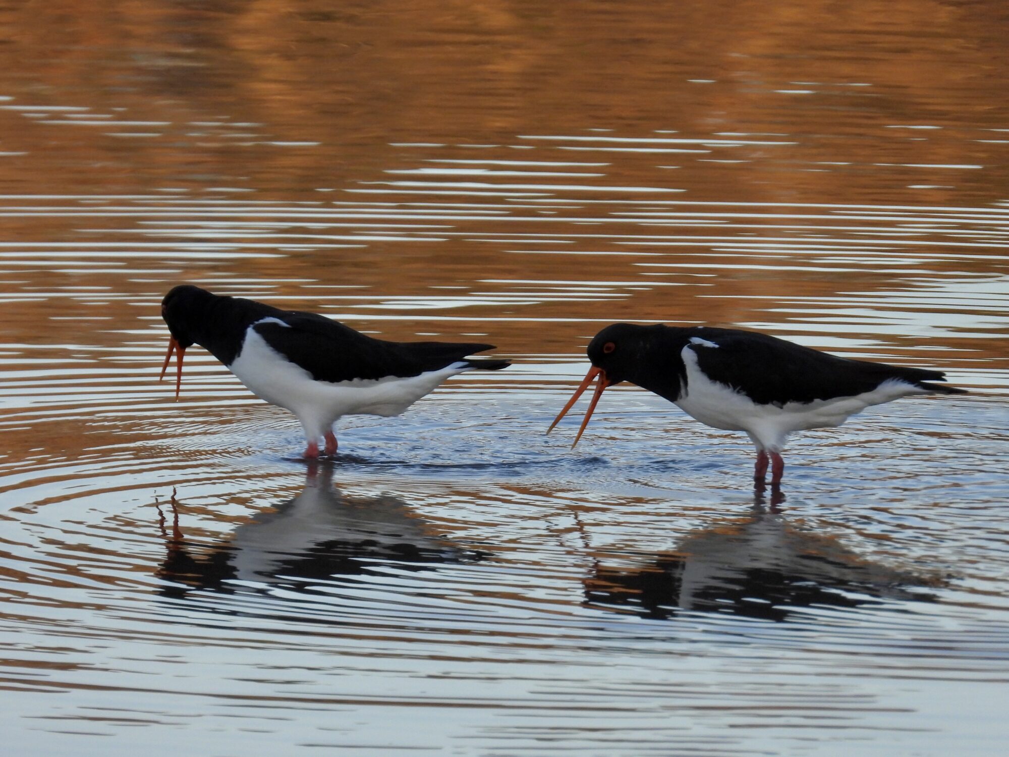Valokuvaaja: Juhani Peltonen