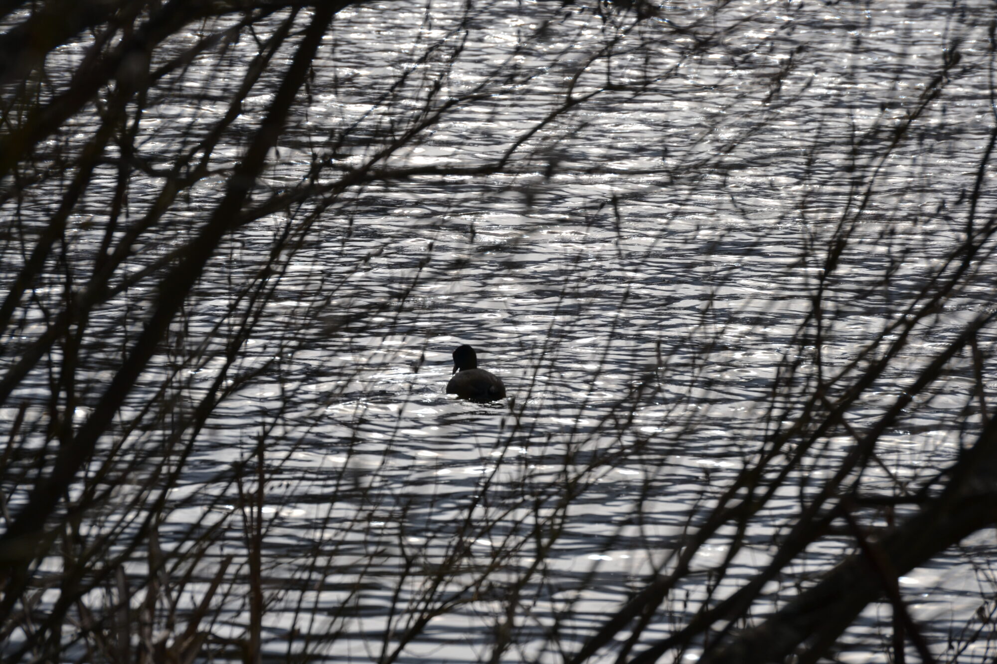 Valokuvaaja: Ari Honkala