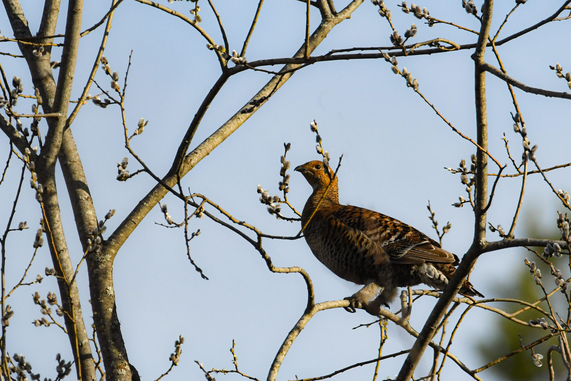 Valokuvaaja: Maija Savolainen