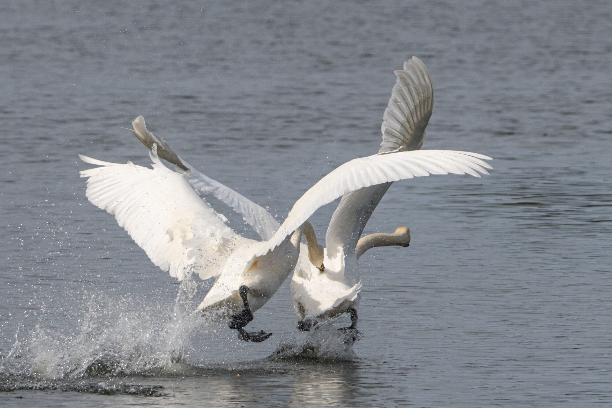 Valokuvaaja: Markku Saarinen