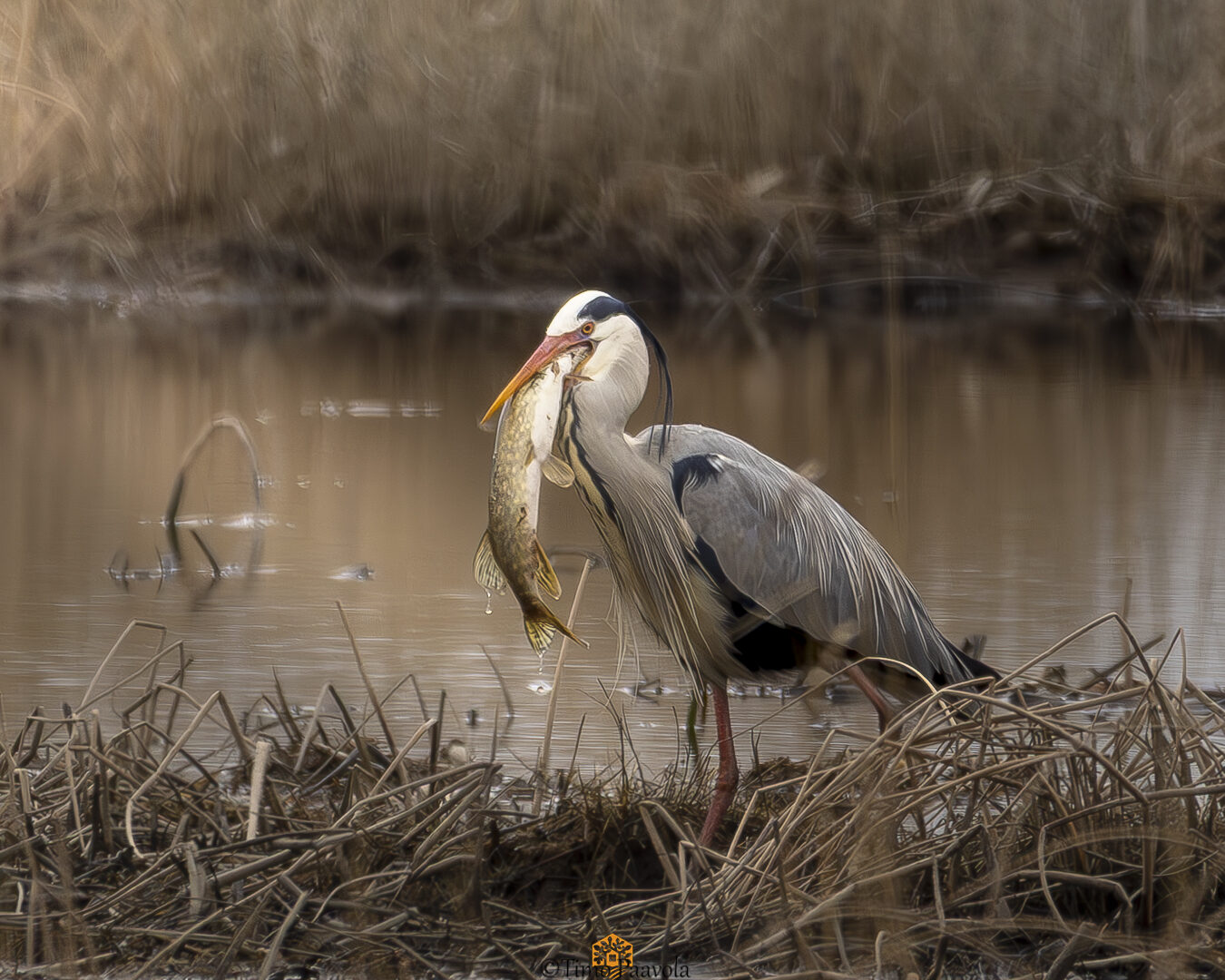 Valokuvaaja: Timo Paavola