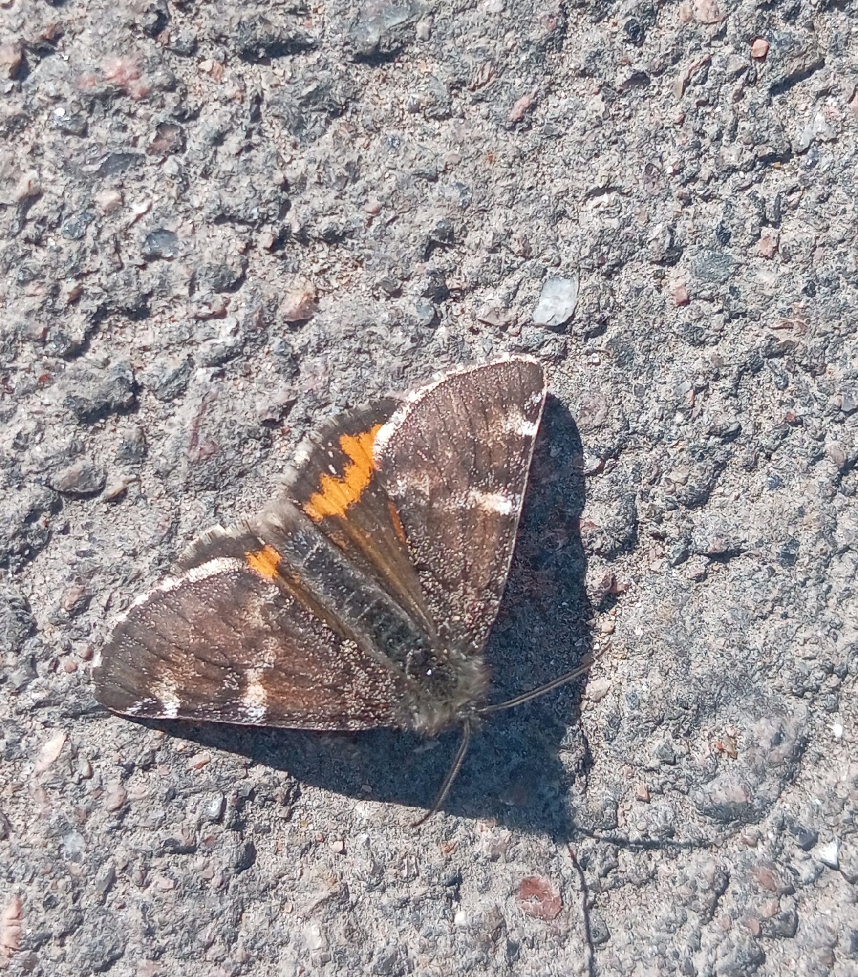 Valokuvaaja: Katja Svanfält