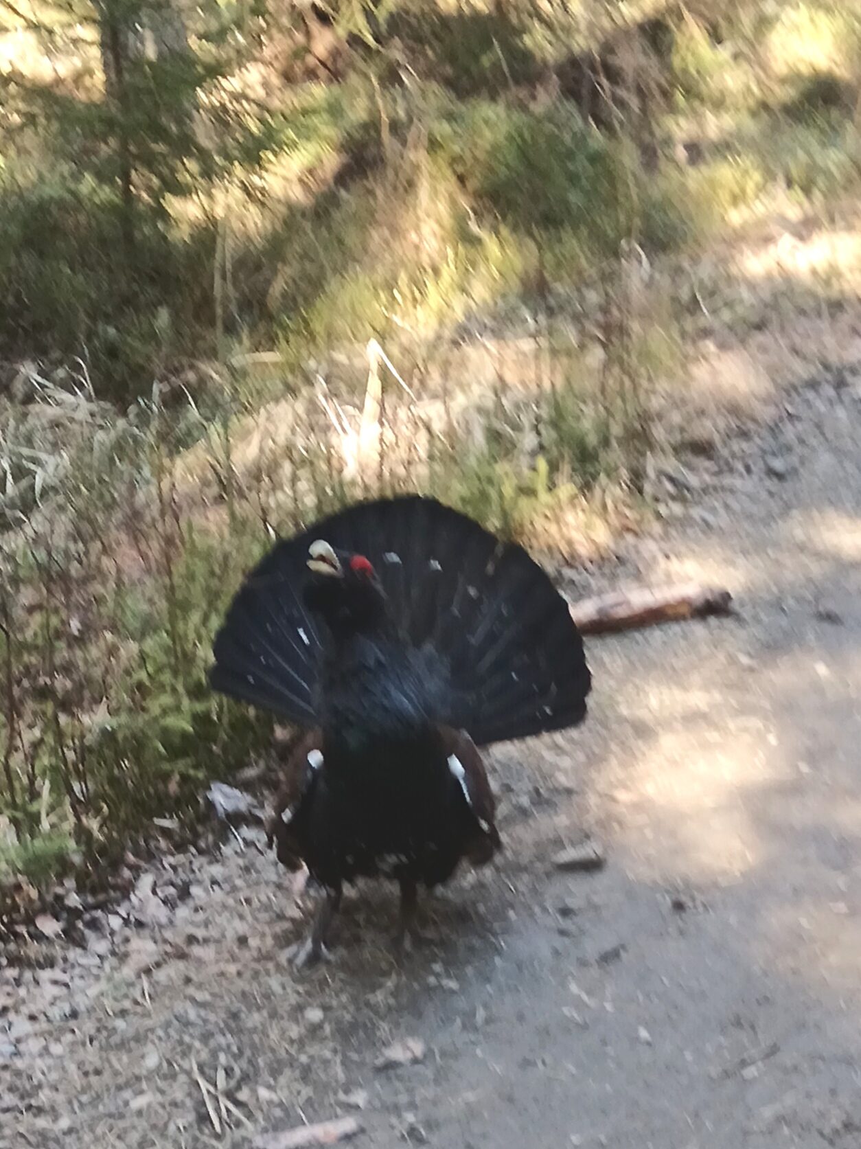 Valokuvaaja: Kaija Tiilikainen