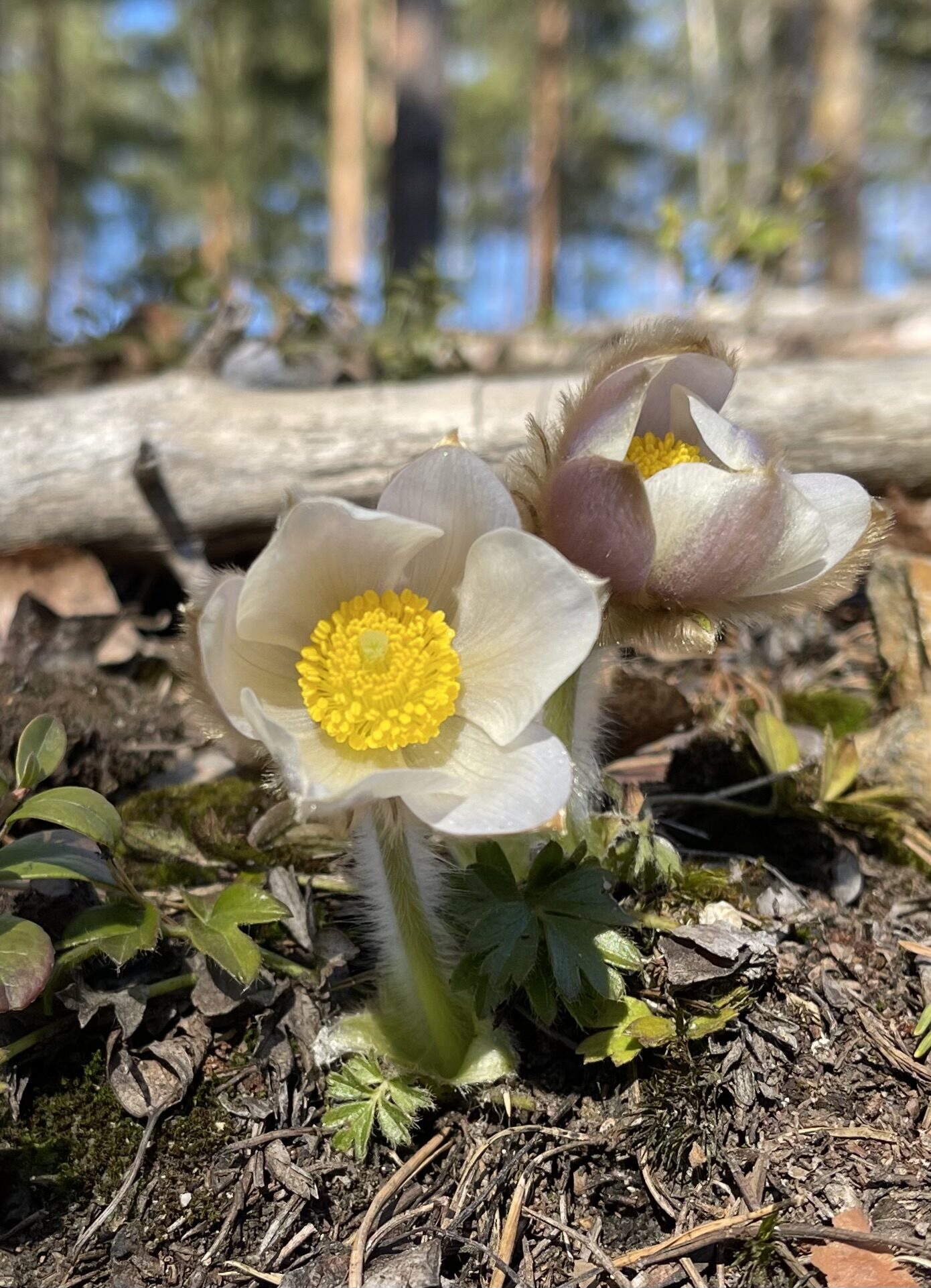 Valokuvaaja: Liisa Niiva-Korpela