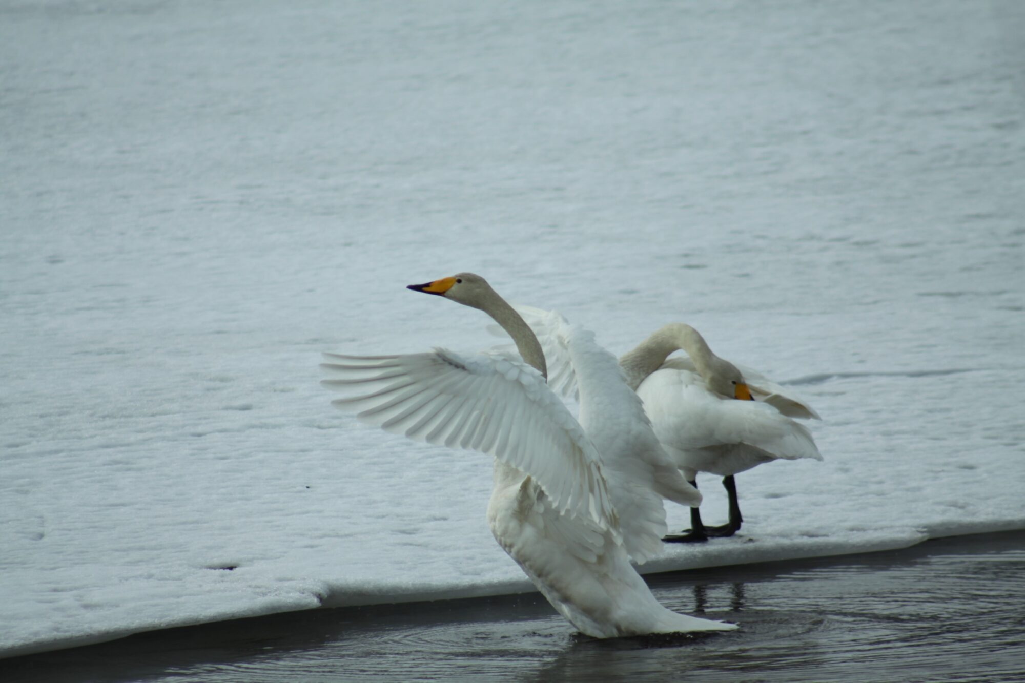 Valokuvaaja: Pirkko Siukonen