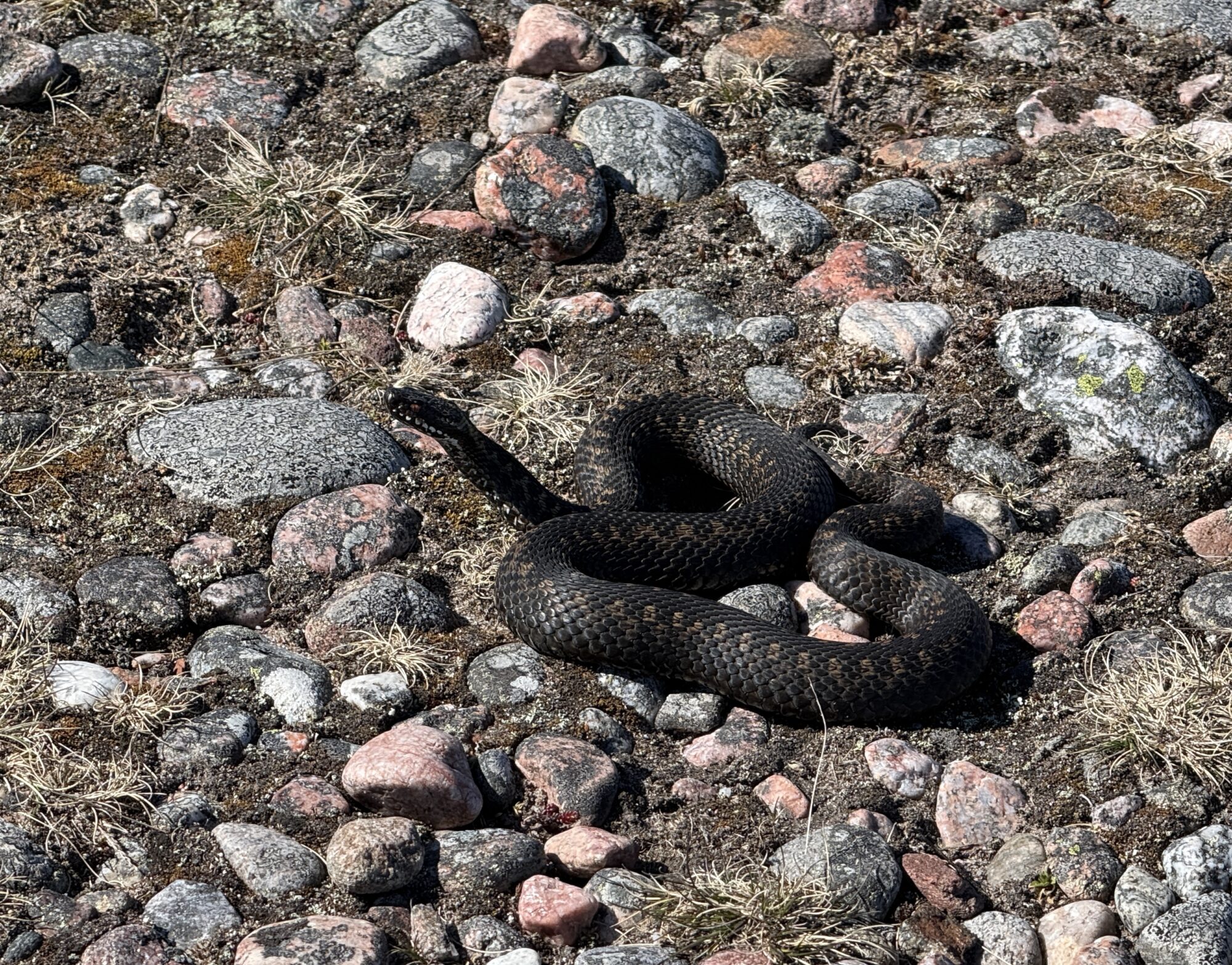 Valokuvaaja: Tuuli Rossi