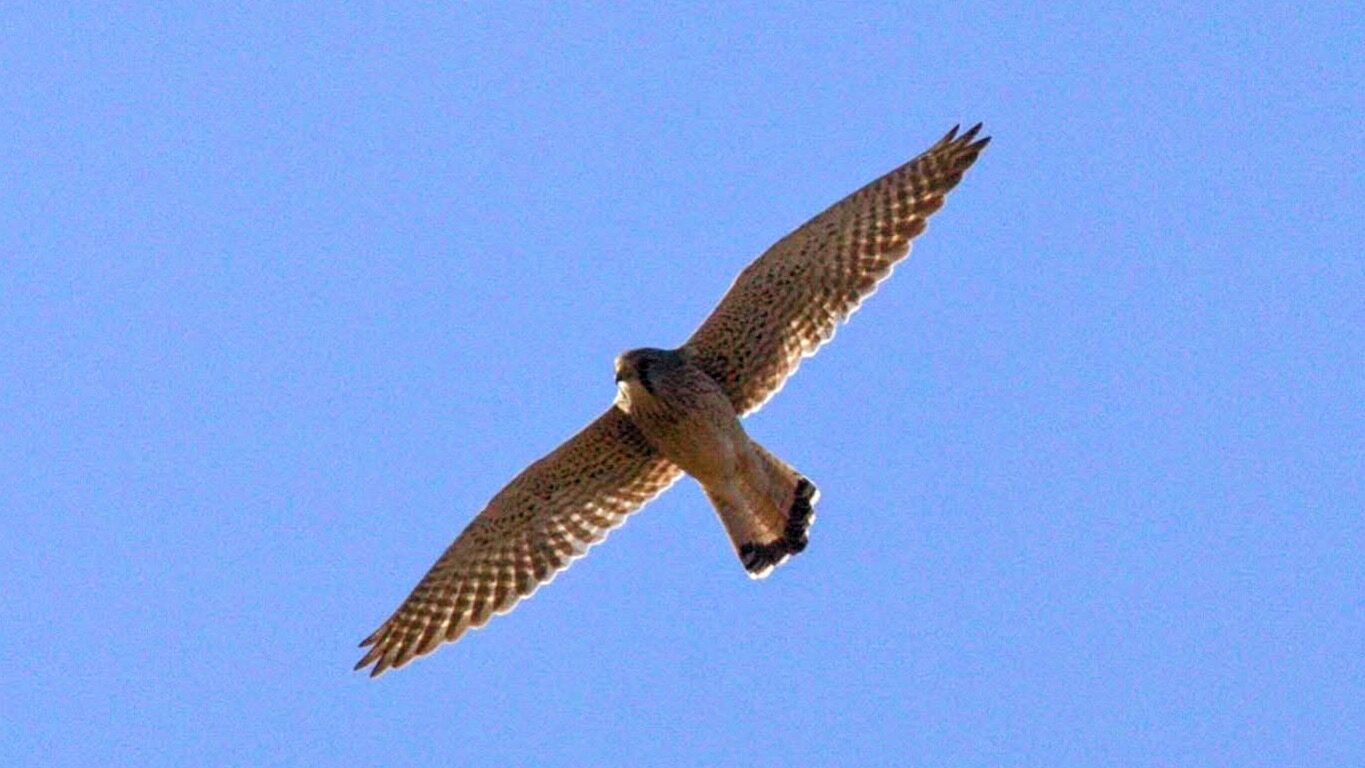 Valokuvaaja: tapio keinonen