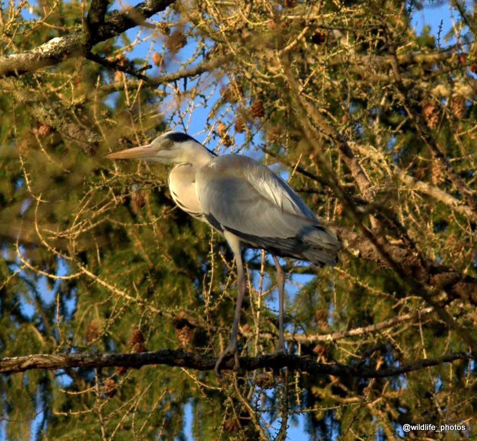Valokuvaaja: Tapio Keinonen