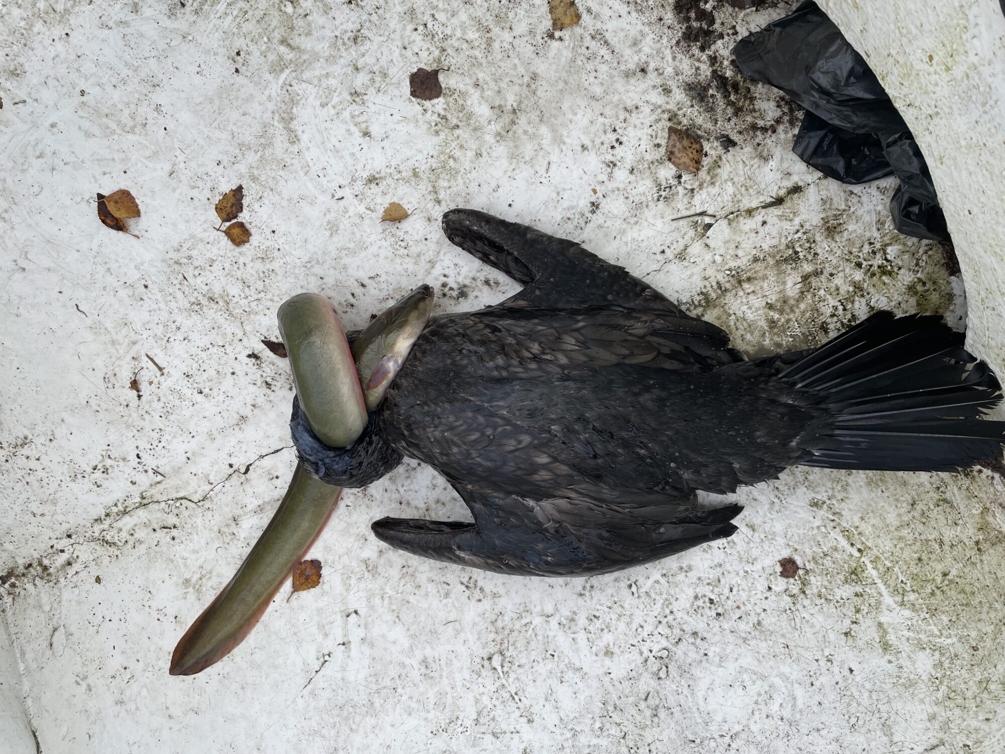 Valokuvaaja: Pekka Eno