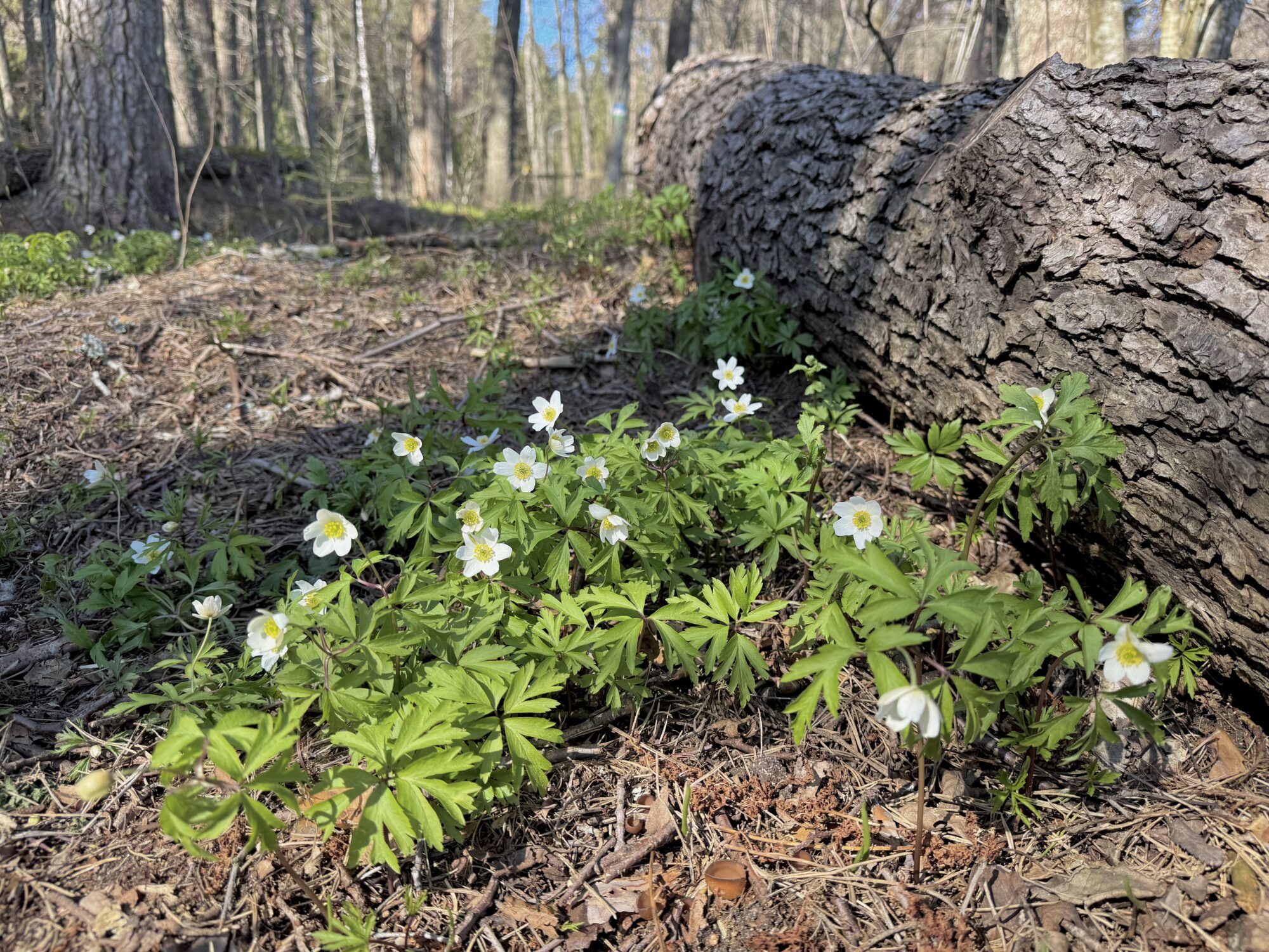 Valokuvaaja: Juhani Peltonen