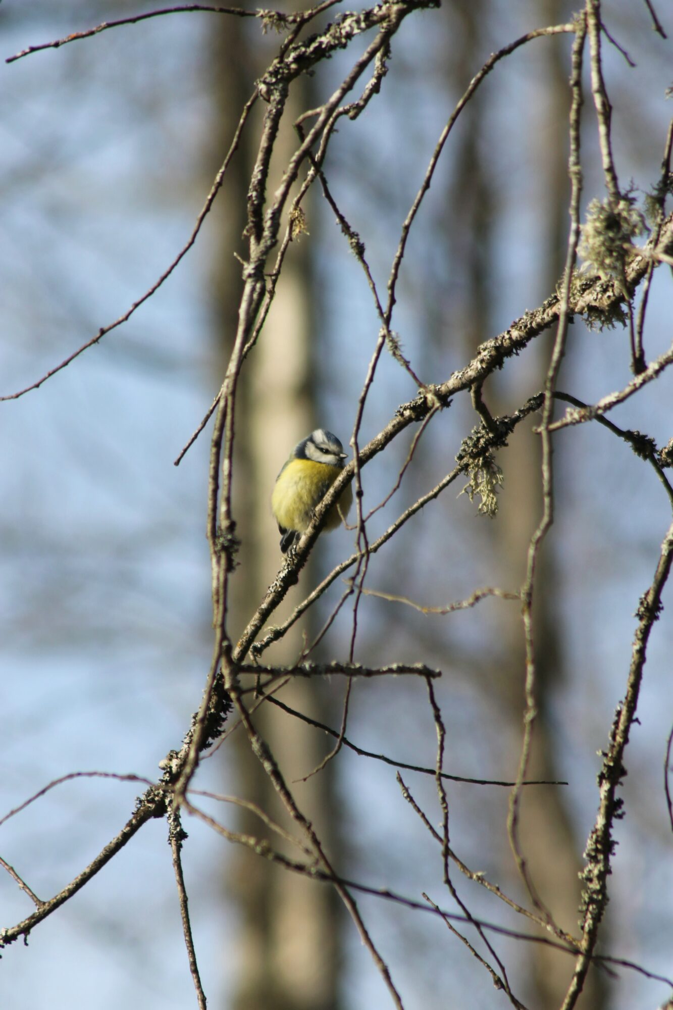 Valokuvaaja: Sofia Niemi