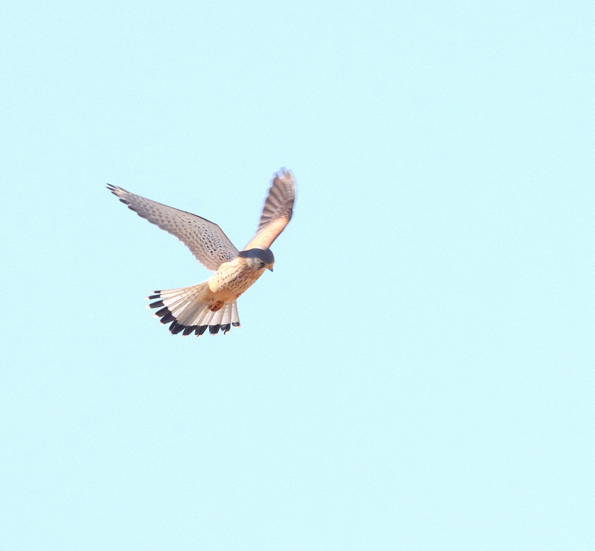 Valokuvaaja: Irja Lehtinen