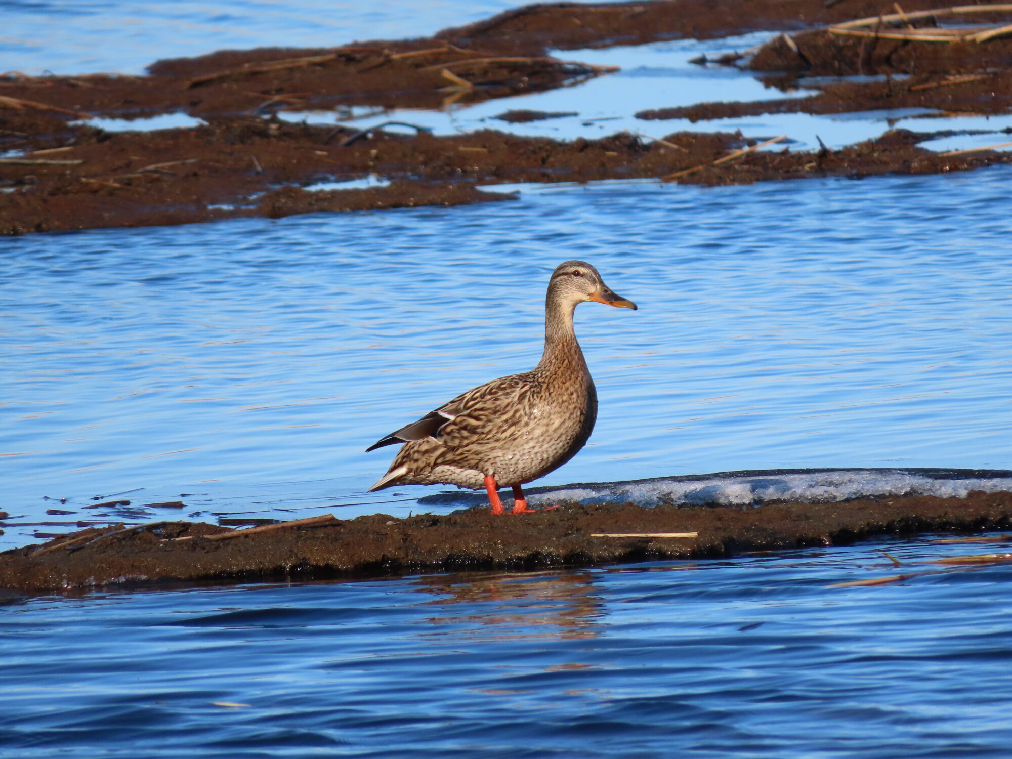 Valokuvaaja: Netta Halmu