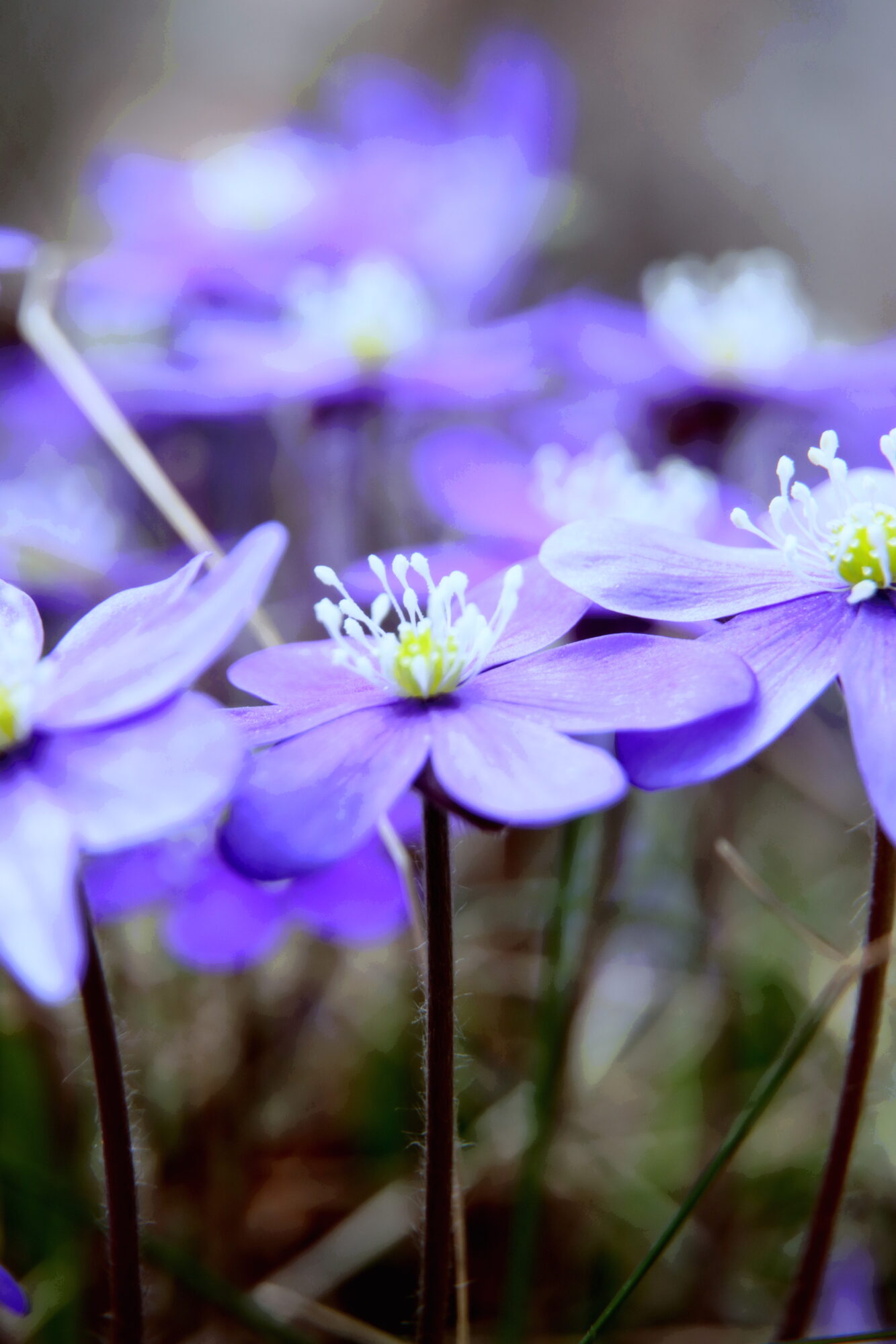 Valokuvaaja: Irja Lehtinen