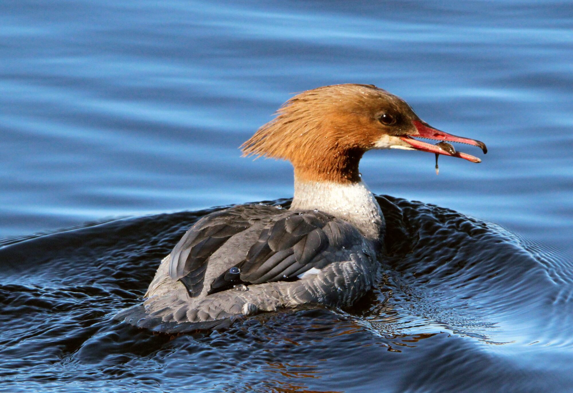 Valokuvaaja: Anu Lapinlampi