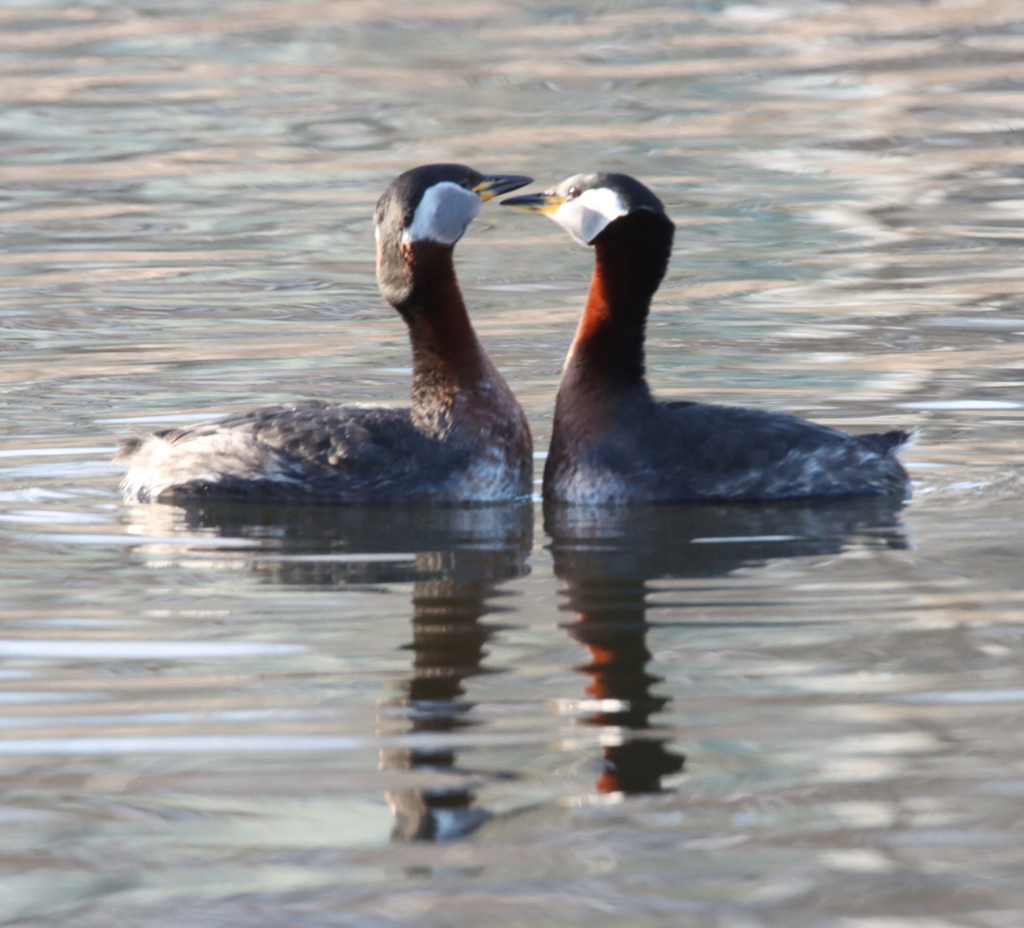 Valokuvaaja: Irja Lehtinen