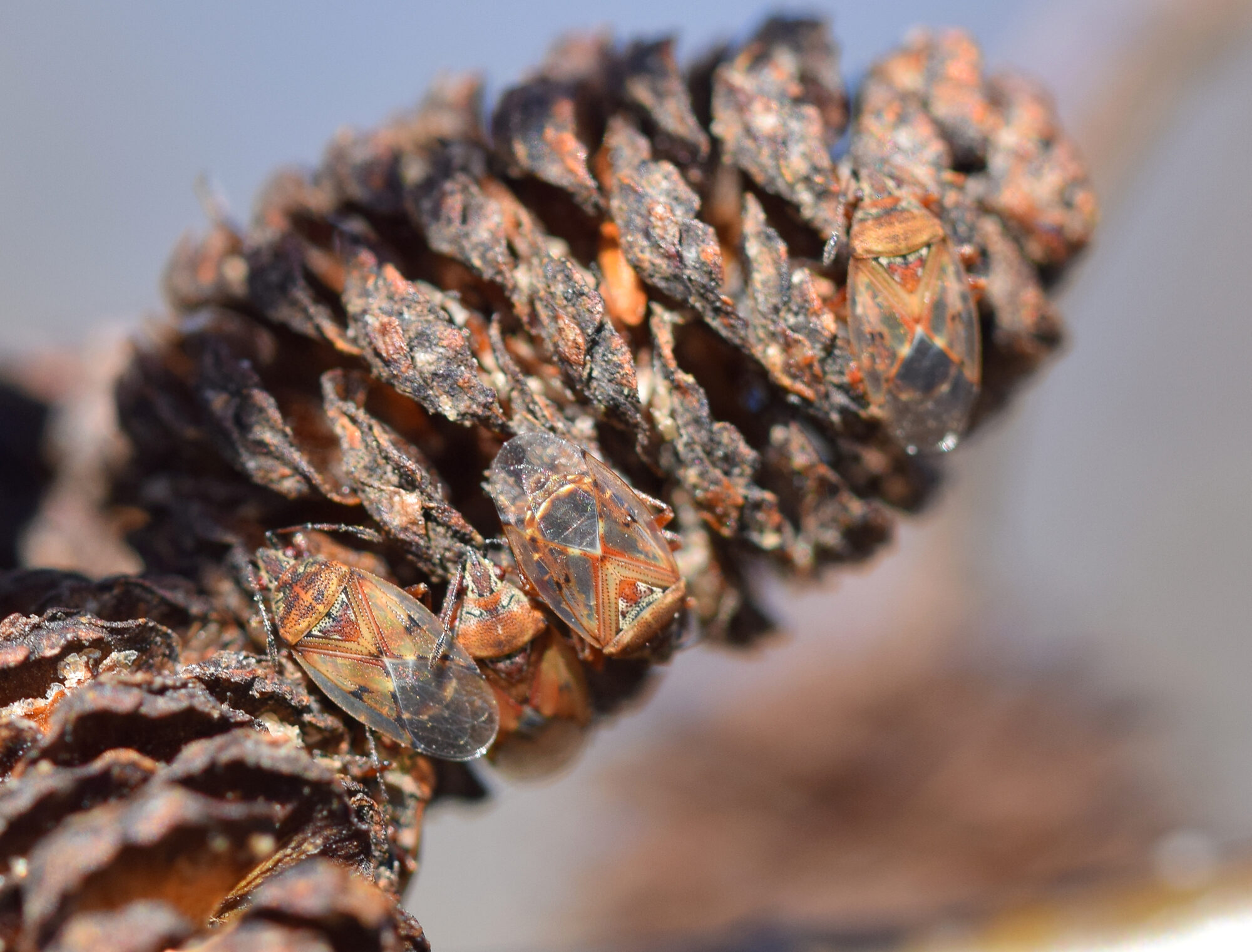 Valokuvaaja: Päivi Kiiskinen-Mustonen