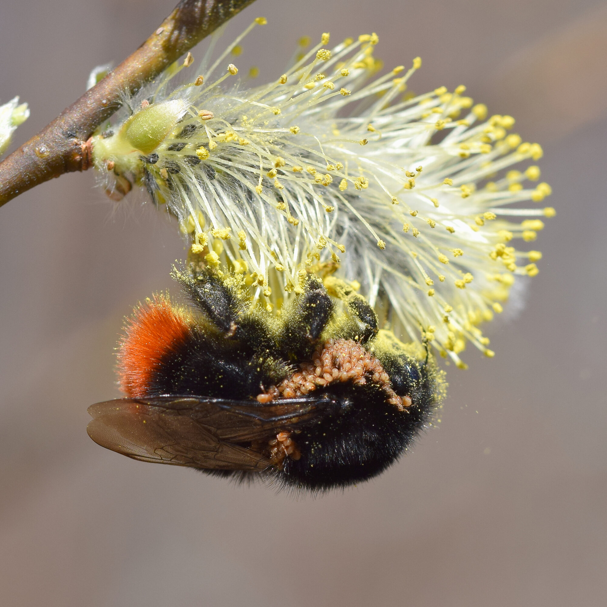Valokuvaaja: Päivi Kiiskinen-Mustonen