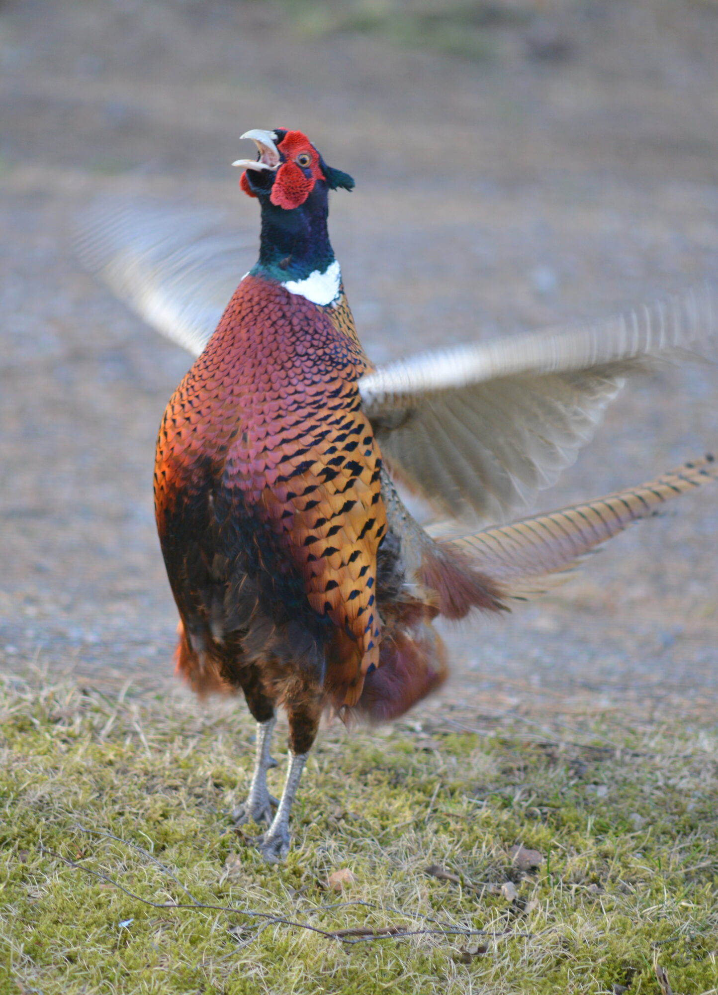 Valokuvaaja: Kaarlo Asikainen