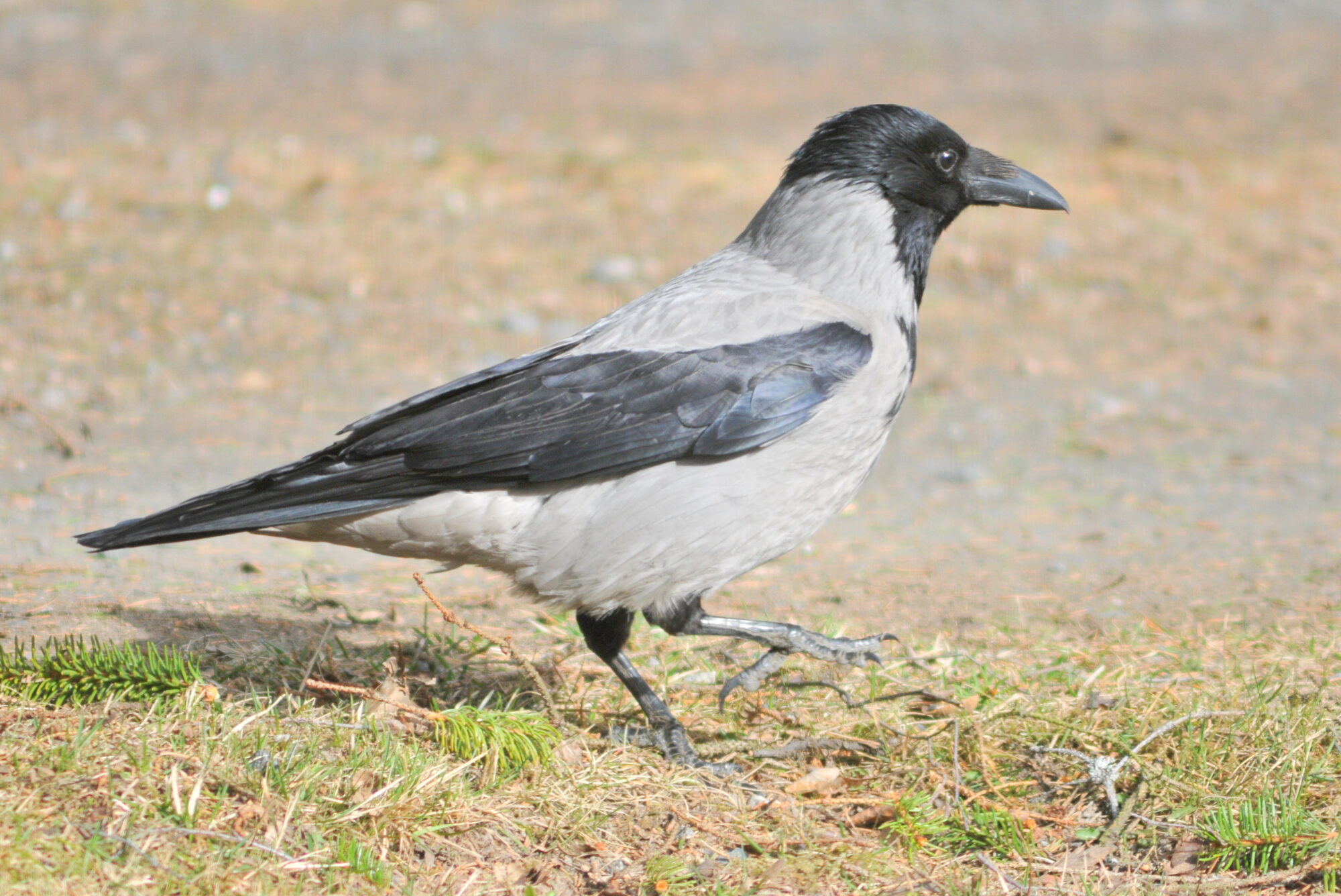Valokuvaaja: Kaarlo Asikainen
